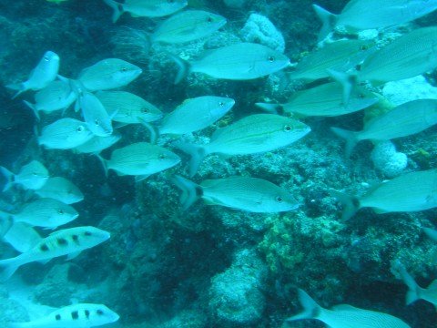 diving 8